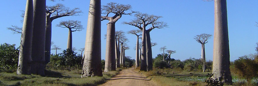 マダガスカル島バオバブ並木道