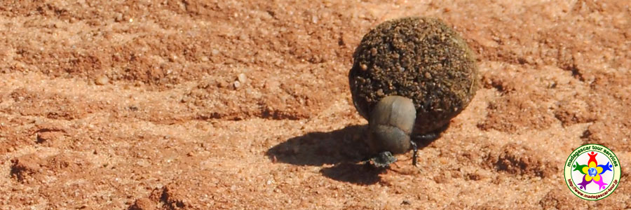 マダガスカル島甲虫：フンコロガシ