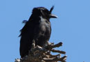 マダガスカル・オウチュウ（Crested Drongo）