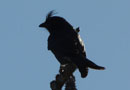 マダガスカル・オウチュウ（Crested Drongo）