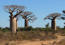 バオバブのある風景